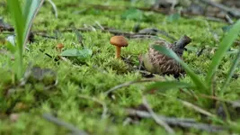 LandOfGiantMushrooms.webp