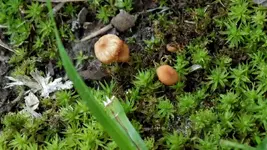 LandOfGiantMushrooms2.webp