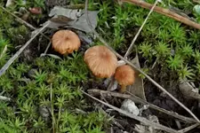 LandOfGiantMushrooms4.webp