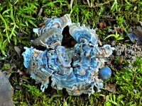 blue_mushroom.jpg