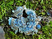 blue_mushroom.webp
