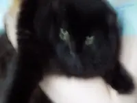 cat_too_much.webp
