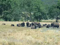 Bison1A.webp Bison1A.webp