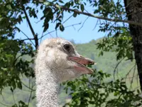 Ostrich2A.webp Ostrich2A.webp