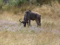 Wildebeest2A.webp Wildebeest2A.webp
