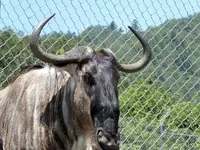 Wildebeest1A.webp Wildebeest1A.webp