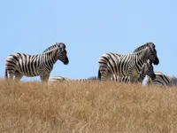 zebra2A.webp zebra2A.webp