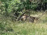 Bull elkA.webp Bull elkA.webp