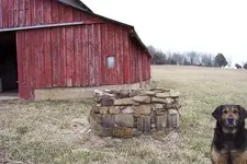 barn well dog.webp