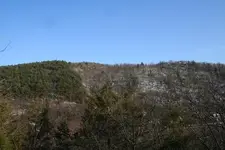 woods.webp