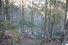 woods2.webp