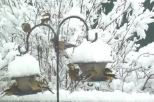grosebeaks 2.webp