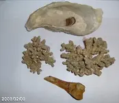 Bone Oyster opener JPG.webp