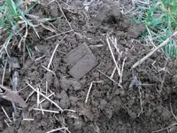 Buckle in Dirt.webp