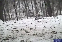video255555.webp