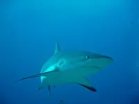 DSC00353.webp