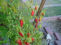 Jalchil.webp