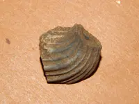 DSCN7468.webp