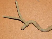 DSCN7476.webp