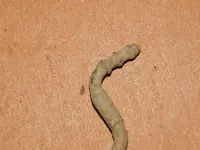 DSCN7478.webp