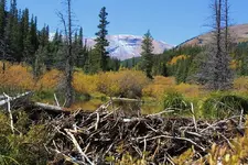 9-26c.webp