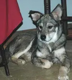 dingo.webp