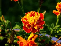 marigold-1.webp