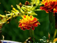 marigold-2.webp