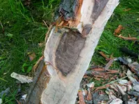 K1600_DSCN4099.webp