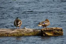 K1600_DSCN4098.webp