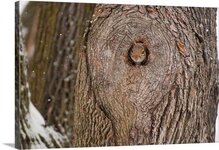an-eastern-gray-squirrel-peeking-out-of-its-tree-hole-den-during-a-snow-storm,2214840.jpg