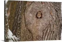 an-eastern-gray-squirrel-peeking-out-of-its-tree-hole-den-during-a-snow-storm,2214840.webp