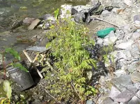 PA040003.webp