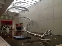 6a702c3778fd3d1334386615362178b3--animal-bones-prehistoric.webp