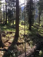 NM Forest.webp
