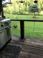 NM Turkeys.webp