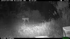 Bobcat 2017 (4).webp