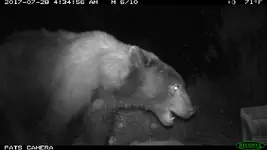 big 2017 bear teeth.webp