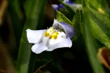 Tiny Wildflower.webp
