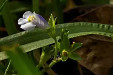 Tiny Wildflower 2.webp