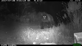 big 2017 bear.webp