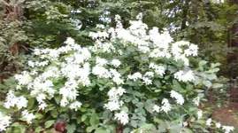 Climatis.webp