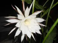 DSCN1285.webp