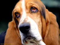 Bashful Basset Hound.webp