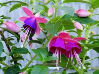 K1600_RSCN4982.webp