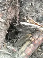 ImageUploadedByTreasureNet.com1504200533.639603.webp
