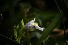 Tiny Wildflower 3.webp