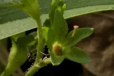 Tiny Wildflower 4.webp