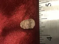 single ring slug 1.webp