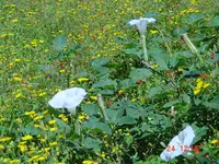 Datura.webp